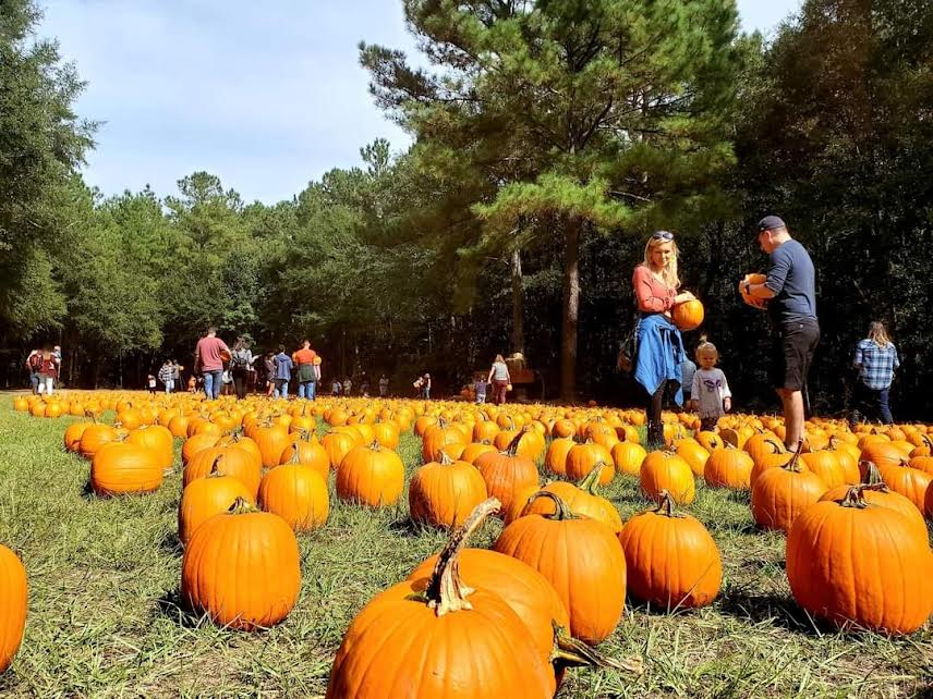 Best Fall Events Around Savannah, GA: Top Festivals & HalloweenActivities pumpkin patch near savannah