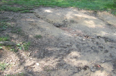 What are The Best Erosion Control Tips For Your Yard in Savannah?